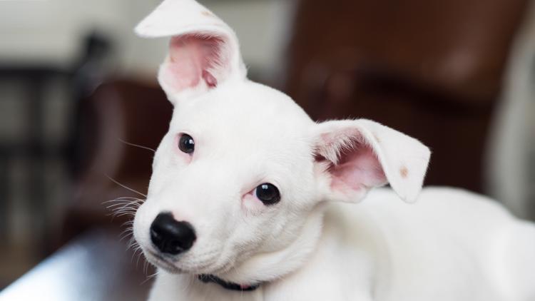 Austin Animal Services seeking fosters, adopters after 2 enclosures lose air conditioning