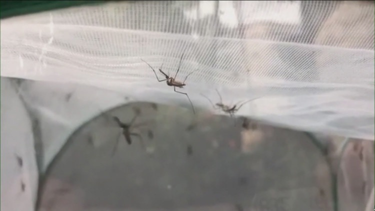 First human West Nile virus case of 2026 confirmed in Williamson County