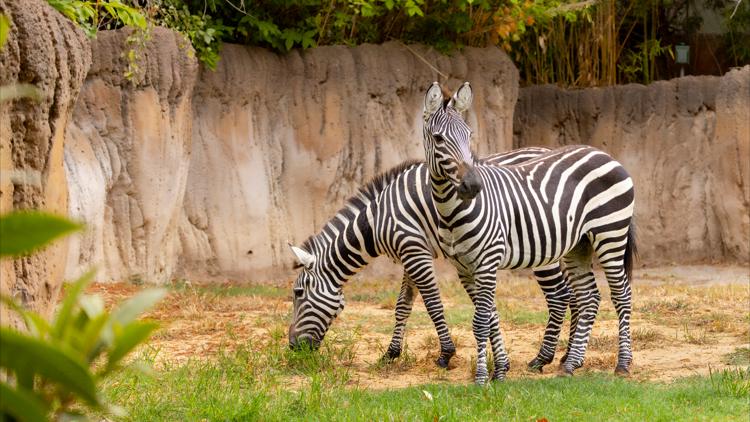 Fort Worth Zoo welcomes the return of zebras for the first time since 2021