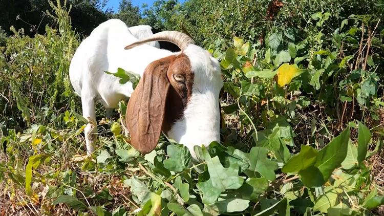Goats returning to Austin’s hike-and-bike trail to help with invasive plants