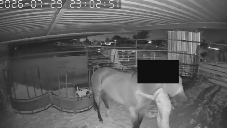 Officials issue warrant after surveillance video captured alleged abuse of horse