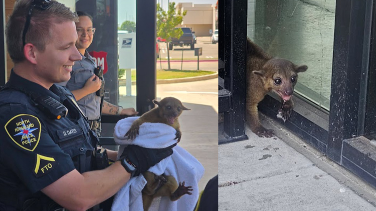 Rainforest-dwelling kinkajou rescued from North Texas strip mall by police