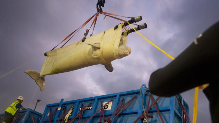 Seven more beluga whales arrive at SeaWorld San Antonio from shuttered Canadian marine park