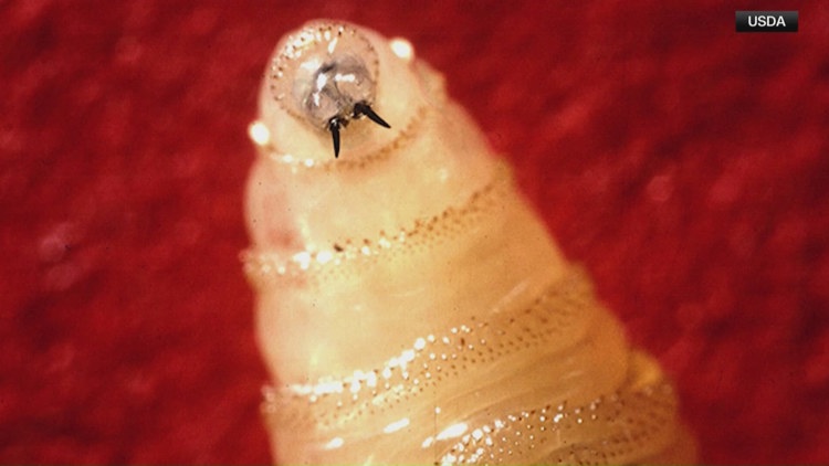 Texas lifts screwworm restrictions in 5 counties, including Gillespie County