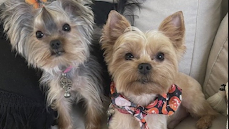 ‘There’s a hole in our heart’: Military family separated from dogs during move to South Korea