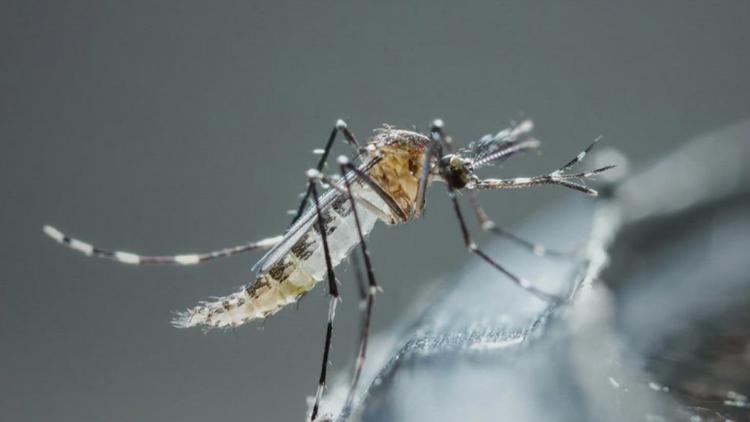 Travis County reports first human case of West Nile virus