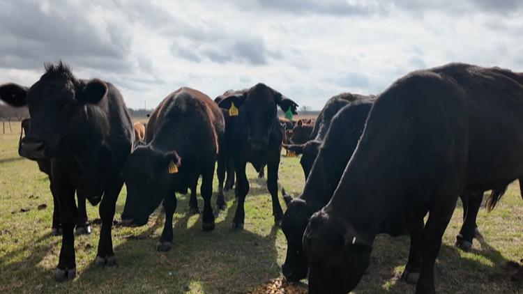 Trump pauses beef tariffs for 90 days; what it means for Texas ranchers and consumers