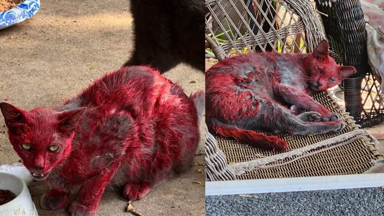 Why is this cat bright red? League City, south of Houston, searching for mysterious feline