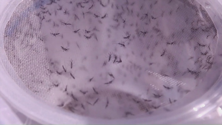 Williamson County mosquitoes test positive for West Nile virus as health officials urge precautions
