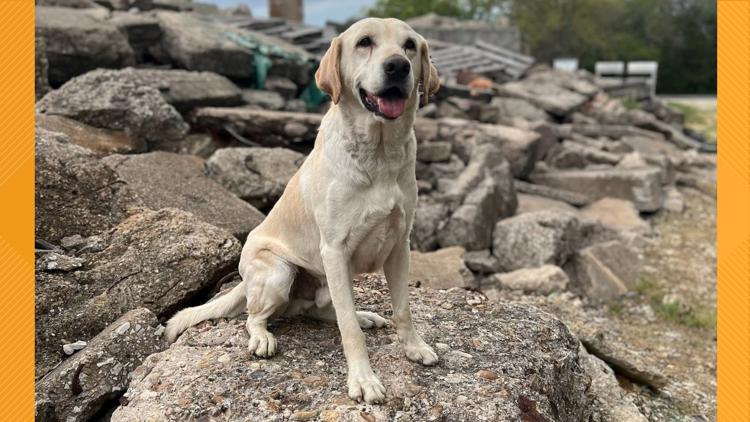From stray to hero: Lytle search-and-rescue dog Canyon named ASPCA Dog of the Year