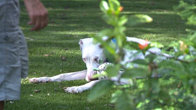 Dog found dead in hot garage as Austin police file 11 animal cruelty warrants in September