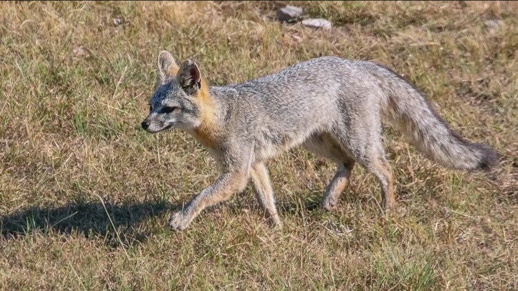 Fox found on Texas State campus tests positive for rabies